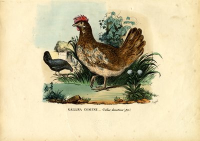 Chicken, 1863-79 by Raimundo Petraroja